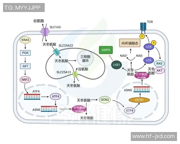 拉波尔特的传奇人生与科学探索之旅：从基础研究到创新应用的启示